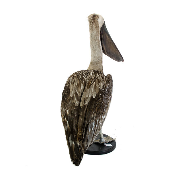 Mounted pelican