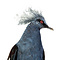 Mounted western crowned pigeon