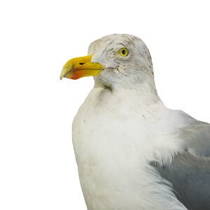 Mounted european herring gull