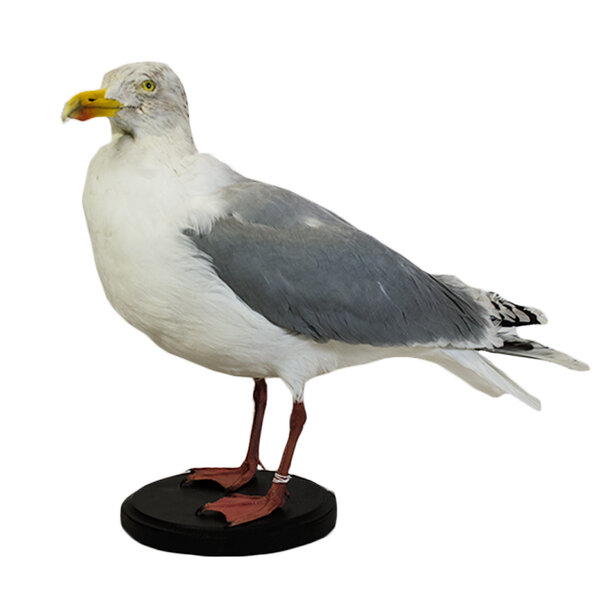 Opgezette zilvermeeuw