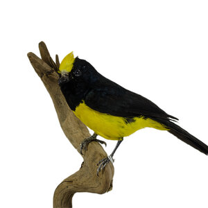 Mounted sultan tit