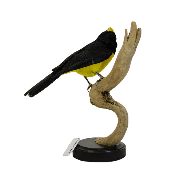 Opgezette sultanmees