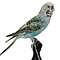 Mounted budgerigar (E)