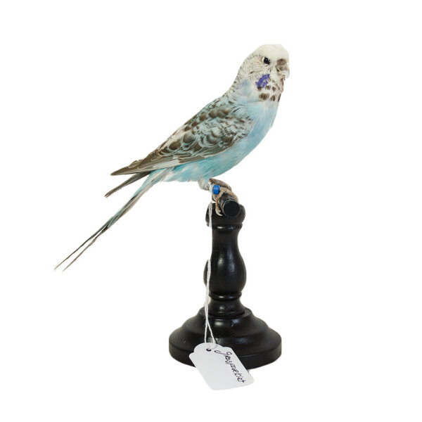 Mounted budgerigar (E)