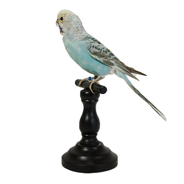 Opgezette grasparkiet (E)