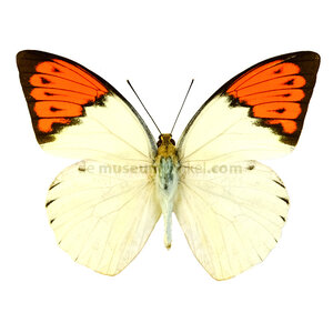 Hebomoia glaucippe sulphurea dried/papered