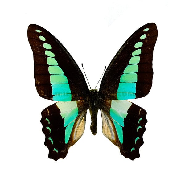 Graphium sarpedon dried/papered