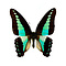 Graphium sarpedon dried/papered