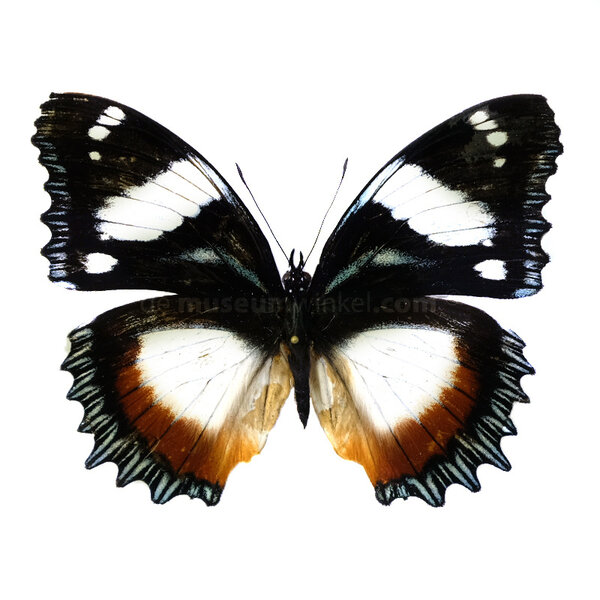 Hypolimnas dexithea ongeprepareerd