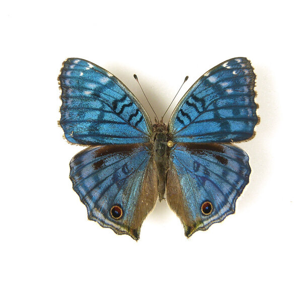 Junonia rhadama dried/papered