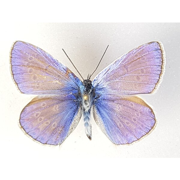 Polyommatus sp.