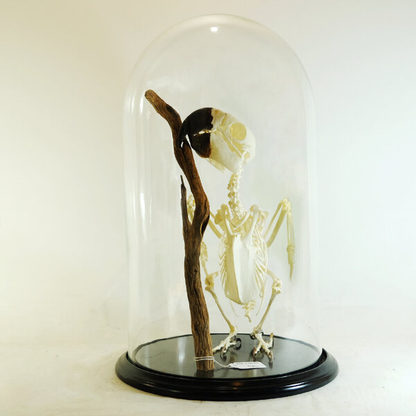 Skelet ara in Glocke