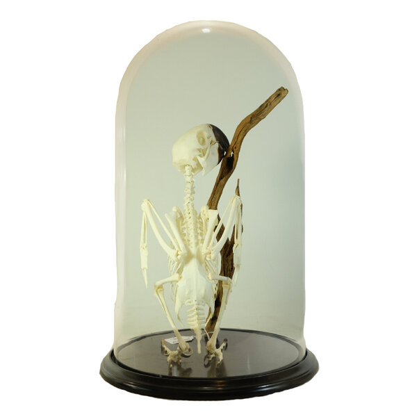 Skelet ara in Glocke