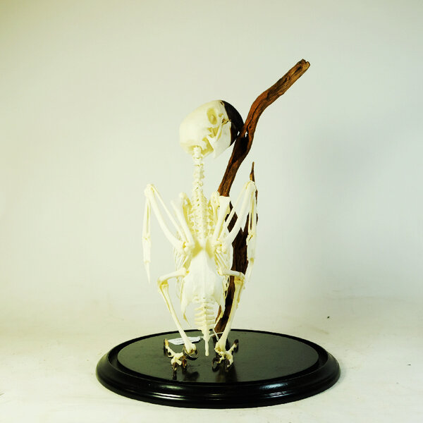 Skeleton macaw in dome