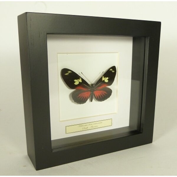 Heliconius doris eratonensis ongeprepareerd