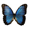 Morpho peleides dried/papered