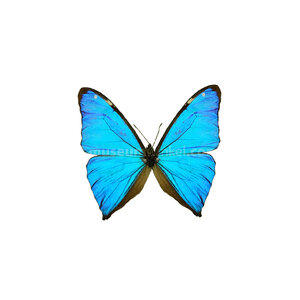 Morpho aega unpräpariert