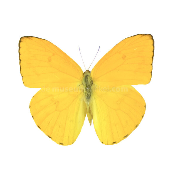 Phoebis argante unpräpariert