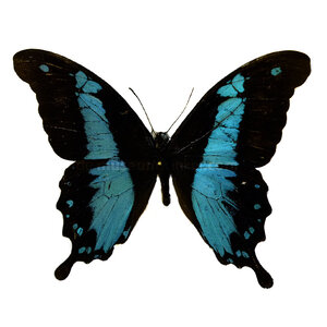 Papilio charopus ongeprepareerd