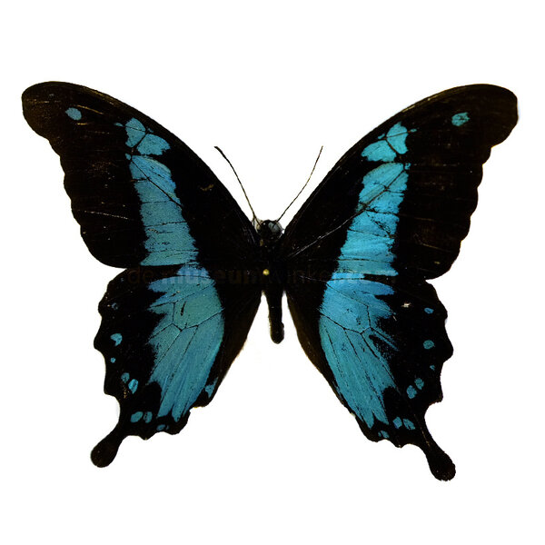Papilio charopus unpräpariert