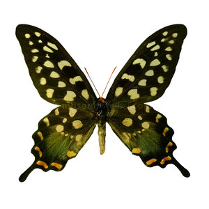 Papilio antenor unpräpariert