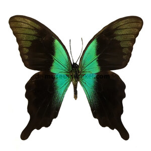 Papilio peranthus ongeprepareerd
