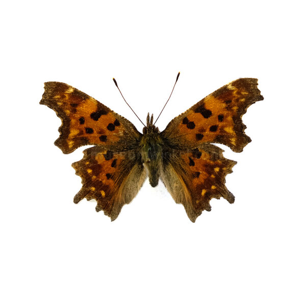 Polygonia c-album - Komma Schmetterling unpräpariert