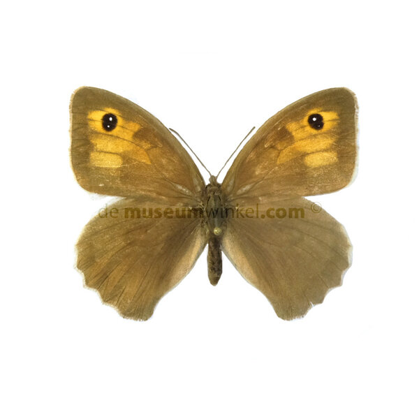 Maniola jurtina ongeprepareerd