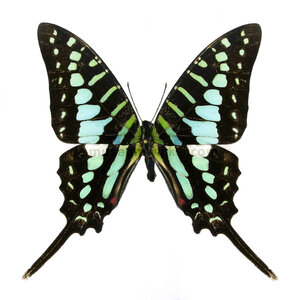 Graphium policenes unpräpariert