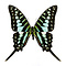 Graphium policenes ongeprepareerd