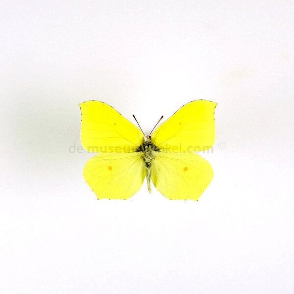 Gonepteryx rhamni ongeprepareerd