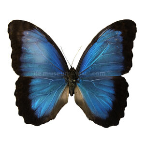 Morpho deidamia ongeprepareerd