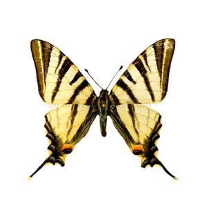 Iphiclides podalirius ongeprepareerd