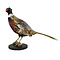 Mounted common pheasant ♂