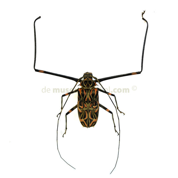 Acrocinus longimanus ongeprepareerd