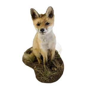 Mounted young fox - sitting