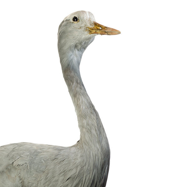 Opgezette paradijskraanvogel