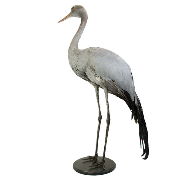 Opgezette paradijskraanvogel