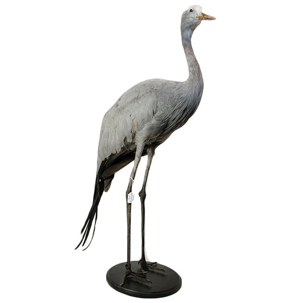 Mounted blue crane