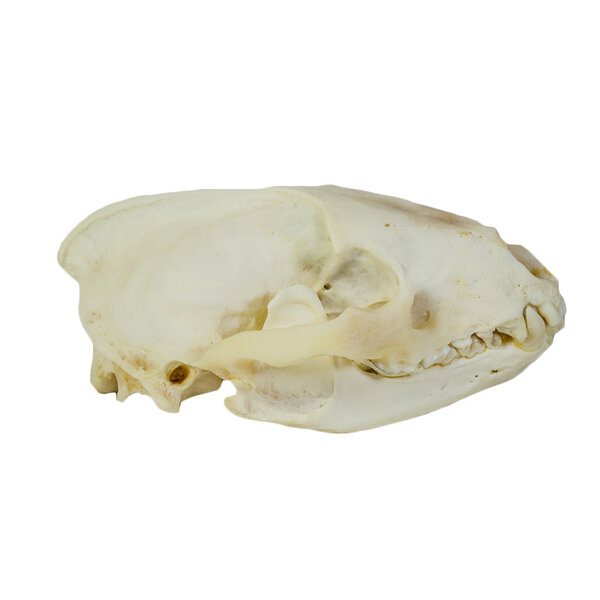 Skull european badger