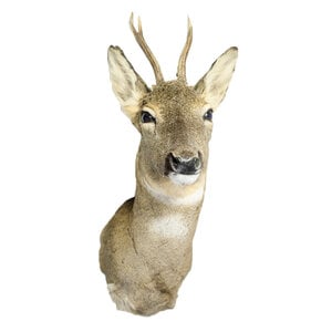Roe deer trophy - winter coat