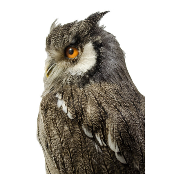 Mounted northern white-faced owl