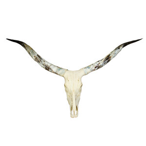 Skull of a ankole-watusi (polished)