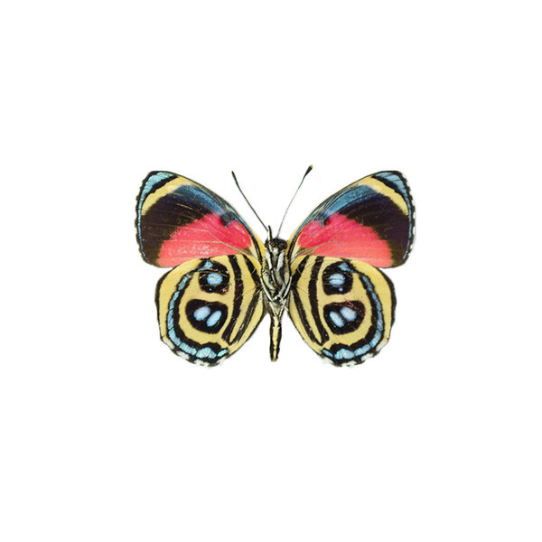 Callicore hystapes - downside