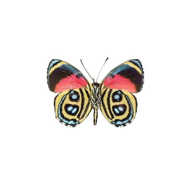 Callicore hystapes dried/papered