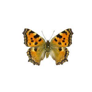 Nymphalis polychloros - Large tortoiseshell