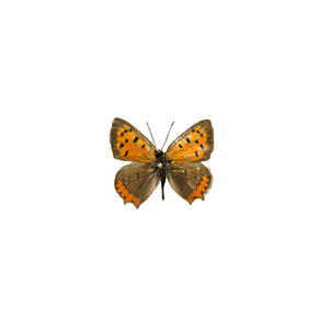 Lycaena phlaeas - Kleiner Feuerfalter