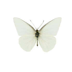 Appias albina (male) - dried/papered