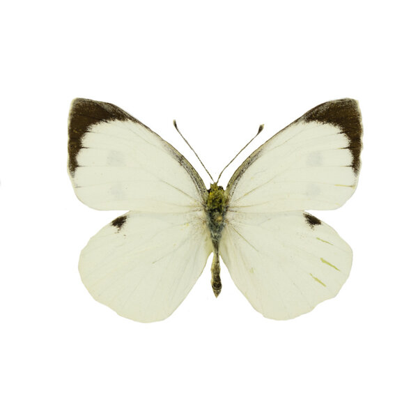 Pieris brassicae - large cabbage white - dried/papered