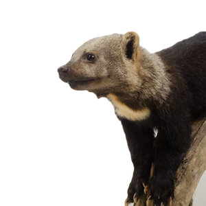 Mounted tayra